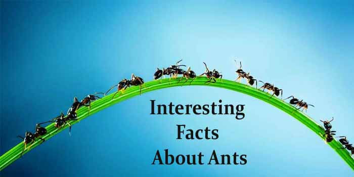 What You Need to Know about Ants