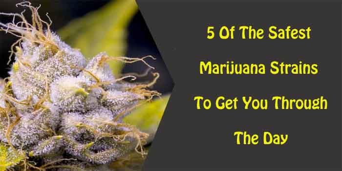 5 Of The Safest Marijuana Strains To Get You Through The Day