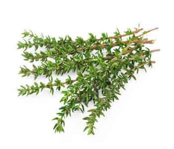 Thyme