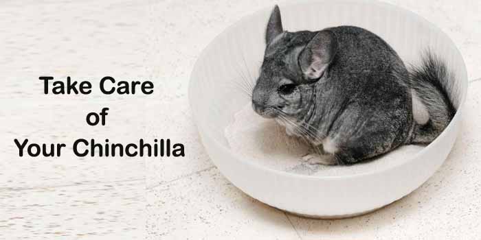 Wondering How to Take Care of Your Chinchilla? Get To Know Below