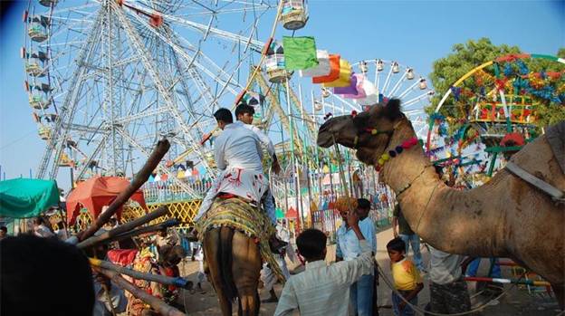 Pushkar Fair,  Festival of Cattle 7 days celebration