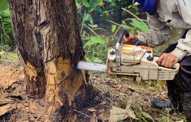 Essential Things to Know About a Tree Removal Service in North Sydney