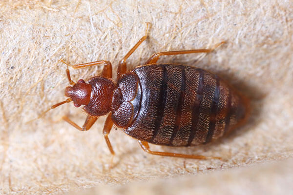 Common Signs of Bed Bugs and Ways to Identify Them