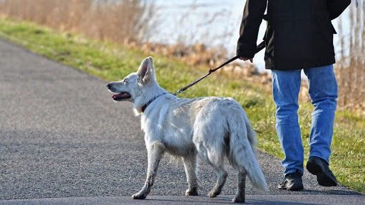 Technical Features of a Dog Shock Collar