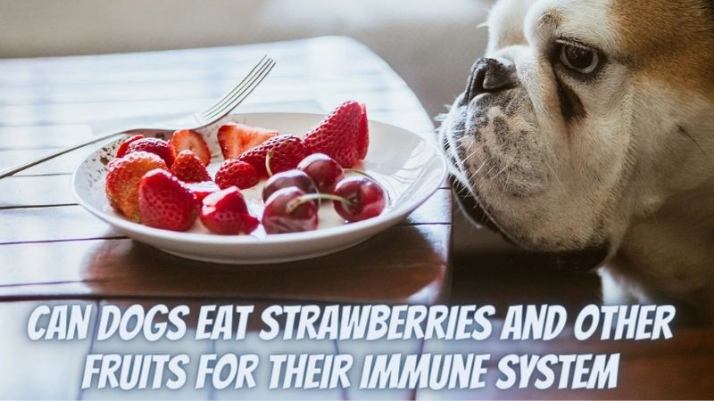Can Dogs Eat Strawberries and Other Fruits for Their Immune System