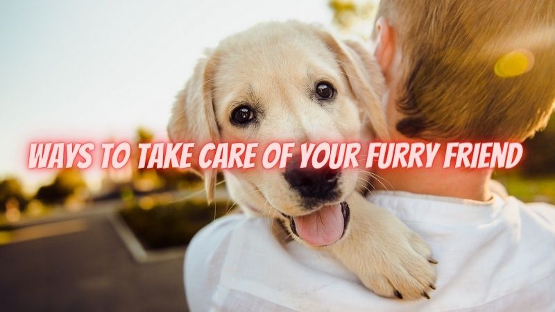 7 Ways to Take Care of Your Furry Friend
