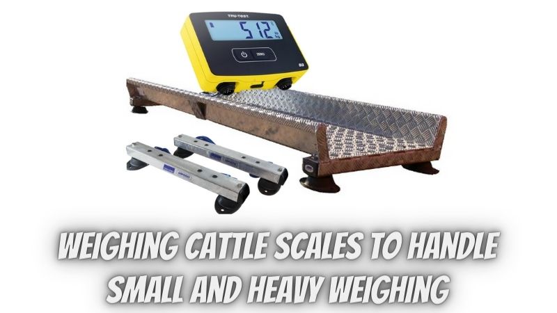 Why should you choose weighing cattle scales to handle small and heavy weighing?