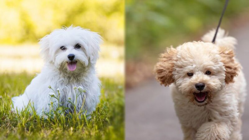 Maltipoo Vs. Toy Poodle: What’s The Difference?