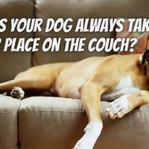 Why Does Your Dog Always Take Your Place on the Couch? You Might be Surprised by the Answer