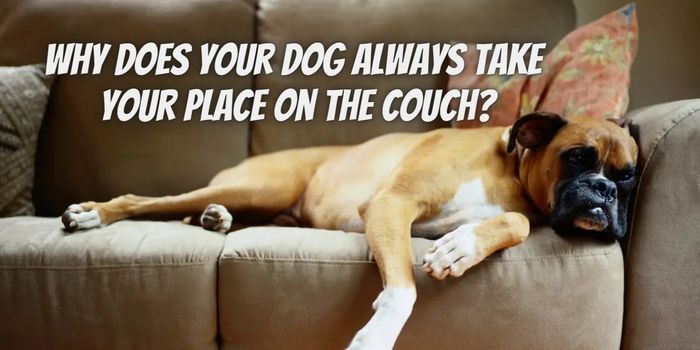 Why Does Your Dog Always Take Your Place on the Couch? You Might be Surprised by the Answer